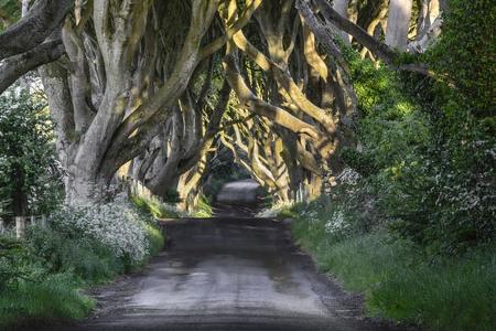 Die Buchenallee Dark Hedges von Ballymoney in Nordirland