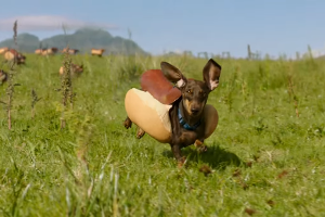 Super Bowl 2016: Das sind die fünf besten Werbespots