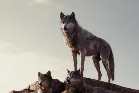 Wolf Akela wacht über sein Rudel.