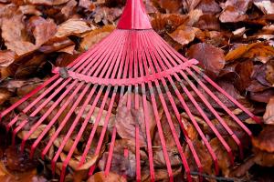 Herbst-Arbeit: Was Sie jetzt im Garten erledigen müssen