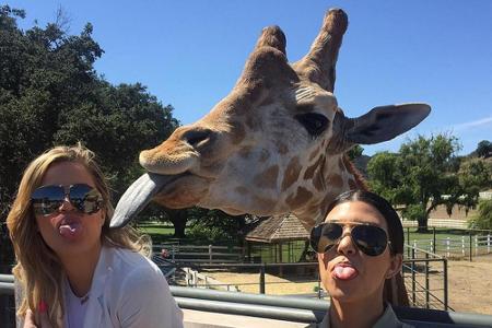 Gegen eine Giraffenzunge haben selbst die Kardashians keine Chance Gegen eine Giraffenzunge haben selbst die Kardashians keine Chance