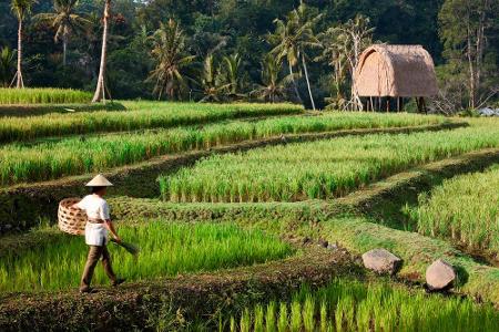 Das neue Hotel liegt in unmittelbarer Nähe der Reisfelder von Ubud