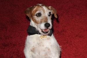 Der süße Hund aus "The Artist" ist tot