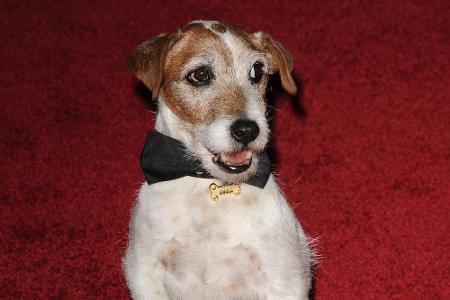 Ein Star auf dem roten Teppich: Filmhund Uggie Ein Star auf dem roten Teppich: Filmhund Uggie