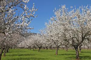 Frühlingsurlaub: Mandelblüte auf Mallorca