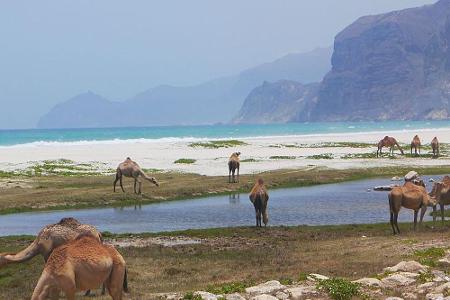 Meist verbreitete Tierart im Süd-Oman: Dromedare