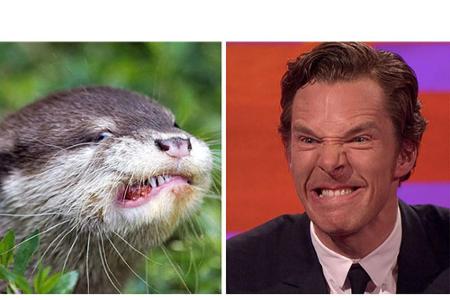 Nicht nur niedlich, auch aggressiv kann so ein Otter sein - auch diese Seite beherrscht Cumberbatch auf Knopfdruck.