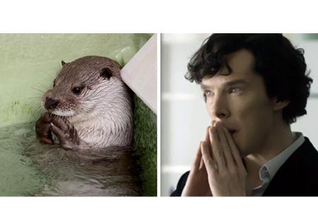 Anlass für die Otter-Bilder gaben die Fotomontagen einiger Internetnutzer. Diesen war die Ähnlichkeit zuerst aufgefallen.