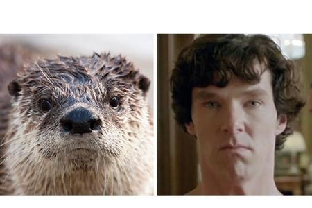 Sie hatten beispielsweise den mürrischen Otter zum Vergleich herangezogen.