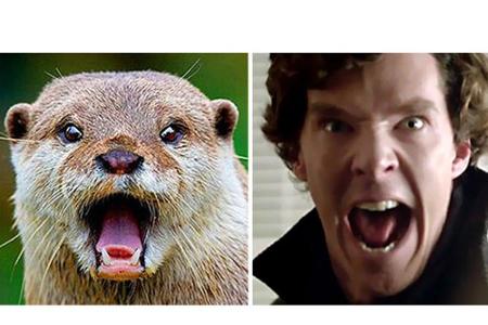 Aber auch beim schreienden Otter fanden Internet-User die passende Vergleichsszene.