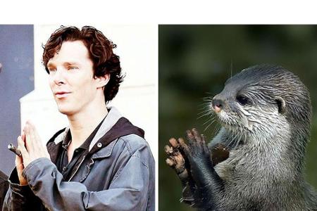 Beinahe könnte man meinen das kleine Tierchen rechts im Bild hat sich bei seiner Pose von Cumberbatch inspirieren lassen.