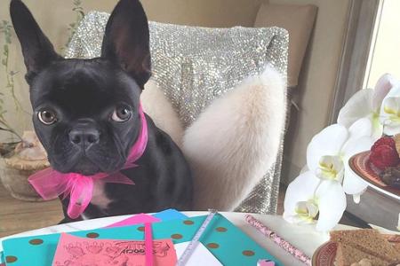 An Niedlichkeit kaum zu überbieten ist Lady Gagas Hund-Mädchen Asia - auch wenn sie hier das Handy ihrer 