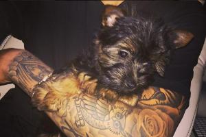 Justin Bieber hat ein neues Haustier