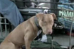 "Tatort": Ist der Hund wirklich tot?