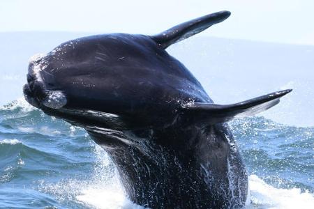 Zwischen Juni und Dezember sind Wale die Attraktion in der Walker Bay