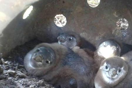 Pinguin-Küken sind im Kunststoffnest vor Witterung und Raubvögeln geschützt