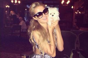 Harte Kritik für Paris Hilton - wegen Hund Namenlos