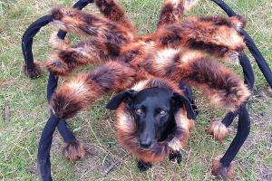 Internet-Sensation: 114 Millionen Fans des "Spinnen-Hundes"