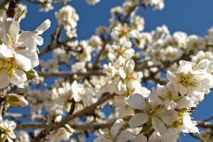 Mallorca zur Mandelblüte