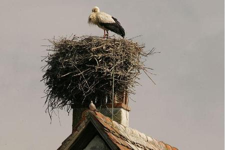 Alles im Blick: Mehr als 250 Storchen-Paare nisten auf den Türmen und Dächern des Elsass.