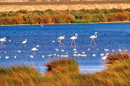 Nationalpark Coto de Doñana