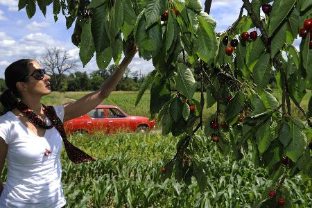 Datsun Cherry 100 A (E10), Baujahr 1975