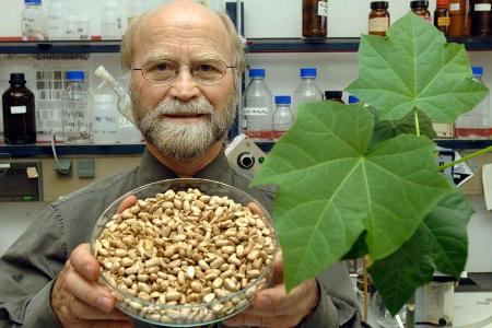 Alternative Kraftstoffe, Jatropha