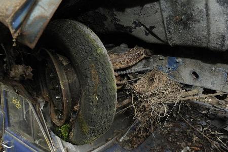 Auto-Friedhof