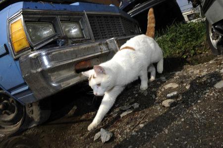 Auto-Friedhof