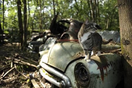 Auto-Friedhof
