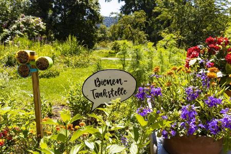 DEU, Deutschland, Konstanz, 05.07.2019 Musterg�ltige bienen...