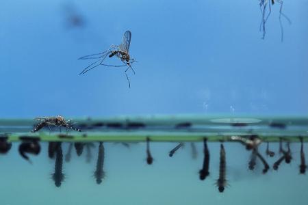 Mosquitos, Culex pipiens, underwater and above water view at...