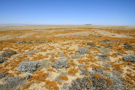 Ansicht von Flechten, die in der W�ste wachsen, Lichen Hill...