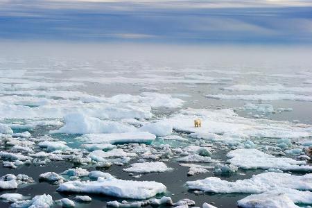 Polar bear Ursus maritimus on drifting pack ice, Wrangel Isl...