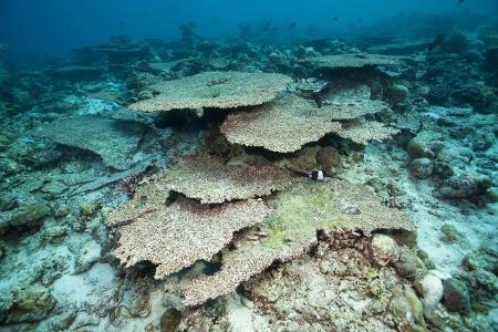 Korallenbleiche auf Riffdach, Nord Male Atoll, Malediven Ble...