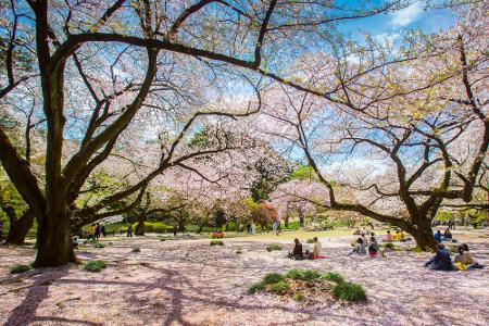 Kein Frühling ohne Kirschblüten! Zumindest gilt das für Japan, wo sich von Anfang März bis Mitte Mai alles um die kleinen Bl...