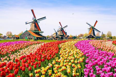 Ab Mai zieht es Tulpenfreunde normalerweise ins niederländische Lisse. Die Gartenanlage Keukenhof lässt zur Blütezeit keine ...