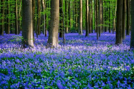 Weiter geht es in Belgien, genauer gesagt in Hallerbos. Der Mischwald liegt in der Provinz Vlaams-Brabant, etwa 25 Kilometer...