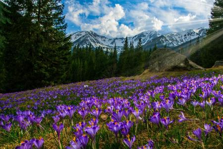 Der nächste Frühlings-Hotspot führt uns ins polnische Chocholowska-Tal, das ebenfalls violett erstrahlt. Hier sind es aber k...