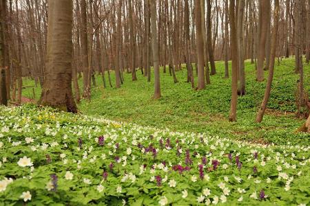 Der Hainich ist das größte zusammenhängende Laubwaldgebiet Deutschlands und gehört seit 2011 zum UNESCO Weltnaturerbe. Hier ...
