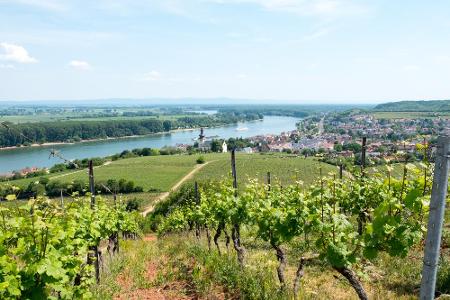 Auch in Rheinhessen lässt es sich gut aushalten. Hier gibt es eine Vielzahl von Weingütern, die alle besichtigt werden könne...