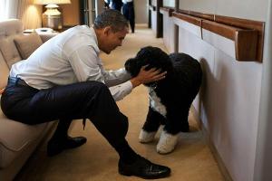 "Unser bester Freund": Die Obamas trauern um Familienhund Bo