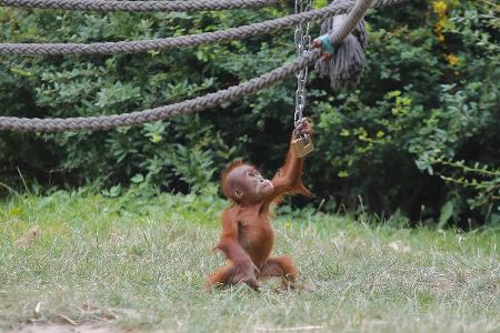 Leipzig Orang Utan Mädchen Sari August 2017 geboren_Christian Grube.jpg