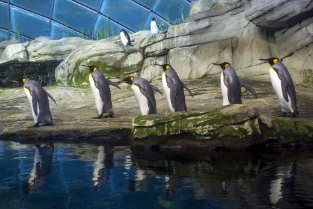 Berlin Zoo Pinguinhaus_Olaf Wagner.jpg