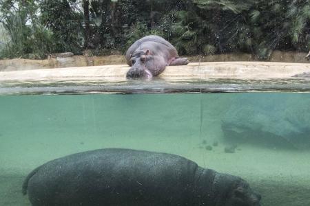 Berlin Zoo Flusspferdehaus_Olaf Wagner.jpg