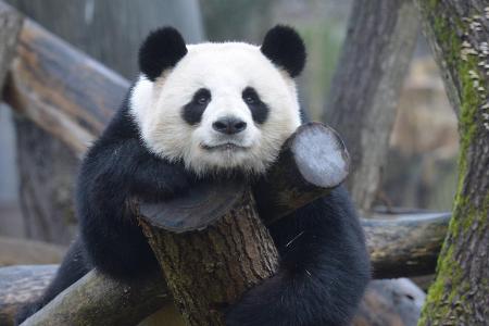 Berlin Zoo Panda_Olaf Wagner.jpg