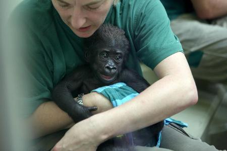 Stuttgart Gorilla neues Menschenaffenhaus_Horst Rudel.jpg