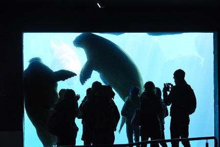 Hamburg Eismeeranlage pazifisches Walross_Hauke Hass.jpg