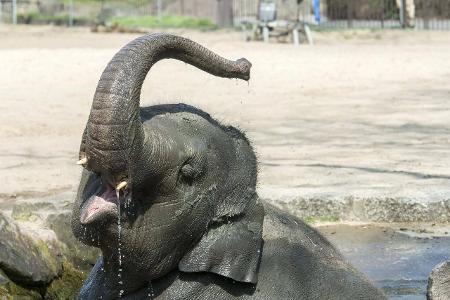 Berlin Tiergarten Elefanten baden_Olaf Wagner.jpg