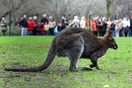 Berlin Tierpark Känguruanlage_Olaf Wagner.jpg